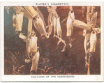 Egg-cases of the Nursehound.