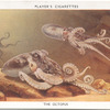 The Octopus.