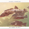 The Marbled Sea-Perch.