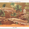 The Pike.