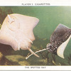 The Spotted Ray.
