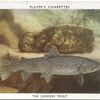 The Common Trout.