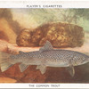 The Common Trout.