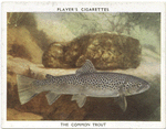 The Common Trout.