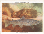 The Common Trout.