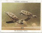 The Hawksbill Turtle.