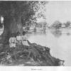 Teche Lilies