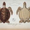 Chelonia (mydas) virgata, Schweiger, vulg. Carey.