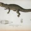 Crocodilus rhombifer, Curvier, vulg. Cayman.