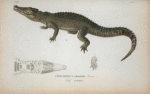 Crocodilus rhombifer, Curvier, vulg. Cayman.