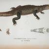 Crocodilus acutus, Geoffroy St. Hillaire, vulg. cocodrillo.
