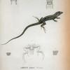 Ameiva auberi, Cocteau.