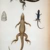 Holotropis microlophus, Dum. et Bibron.