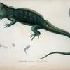 Cyclura harlani, Dumeril et Bibron.