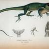 Anolis equestric, Curvier, Vulg. camaleon.