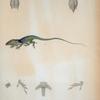 Anolis caroliniensis, Curvier.