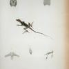 Anolis lucius (nobis).