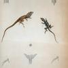 Anolis de la sagra, Cocteau
