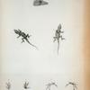 Acantholis loysiana, Cocteau.