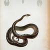 Tropidophis melanurus, Bibron, vulg. jubo.