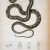 Coluber cantherigerus, Bibron, vulg. maja