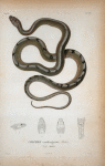Coluber cantherigerus, Bibron, vulg. maja