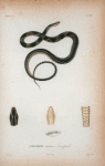 Coluber cursor, Lacépède.