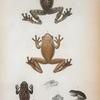 Trachycephalus marmoratus, Bibron.