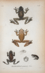 Trachycephalus marmoratus, Bibron.