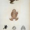Bufo peltocephalus, Bibron, vulg. sapo.