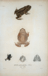 Bufo peltocephalus, Bibron, vulg. sapo.