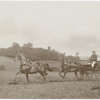 Pure Morgans, E.A. Darling, East Burke, Vt.