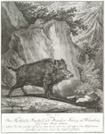 Anno 1735 haben Thro Hochfürstl. Durchl. Carl Alexander Herzog zu Würtenberg dises Extra Haupt Schwein welchem das obere gewörff auf beyden seiten heraus und eines zoll tieffs in dem Rüssel hin ein gewachsen auf einem Jagen bey Stuttgard geschossen.