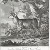 Anno 1737. Ist von Thro Hochfürstl. Durchl. Maria Augusta Herzogin zu Würtenburg diser Hirsch in der Brunfft in dem Eschpach Euninger huth Böblinger Forsts geschossen worden.