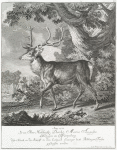 Anno 1737. Ist von Thro Hochfürstl. Durchl. Maria Augusta Herzogin zu Würtenburg diser Hirsch in der Brunfft in dem Eschpach Euninger huth Böblinger Forsts geschossen worden.