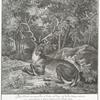 Disen Hirsch von ungeraden 16. Enden mit denen auf beeden Stangen abwärts gewachsenen 2. hacken haben in der Hirsch faiste S. Hochfürstl: Durchl: Herr Marggraf Wilhelm Friderich zu Brandenburg Onoltzbach, Anno 1720 auf dem Schellen wasen Triesdorfer Wildfuhr, in einem expresse gemachten Bestöett-jagen selbst geschossen.