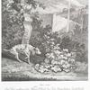 Anno 1734. Ist diser wohlgerichte Hüner Hund bey dem Keyserlichen Lustschlosse Nymphenburg in den Fasanen Garten in der Action wie ere vorgestanden nach dem Leben gezeichnet worden.