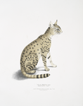 Beautiful Cat, Felis ornata.