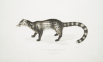 Bengal Civet, Viverra Bengalensis.