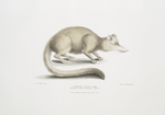 Brown long nosed Civet, Viverra? fusca.