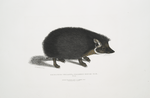 Collared Hedge Hog, Erinaceus collaris.