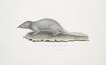 Musk Shrew, Sorex myosurus.