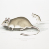 Indian Gerboa Rat,  Gerbillus Indicus.