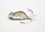 Indian Gerboa Rat,  Gerbillus Indicus.