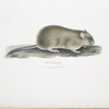 Indian Field Mouse, Arvicola Indica.
