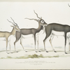 Indian Antelope, Antilope cervicapra. 1. Young in month of January 1822; 2.  ... same Individual in end of Oct. 1823; 3. Adult.