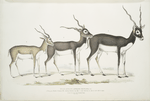 Indian Antelope, Antilope cervicapra. 1. Young in month of January 1822; 2.  ... same Individual in end of Oct. 1823; 3. Adult.