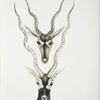 Indian Antelope, Antilopa cervicapra. Head and horn. 1. Young, 2. Adult.