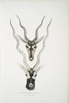 Indian Antelope, Antilopa cervicapra. Head and horn. 1. Young, 2. Adult.