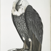 White-backed Vulture, Vultur leuconota.
